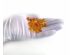 Lemon Amber Beads 500gr
